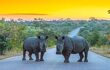 tow white rhinos in middle of the road at sunset, landscape behind