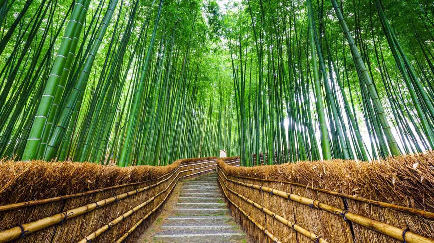 Arashiyama Bamboo Grove | Best Things To Do In Kyoto