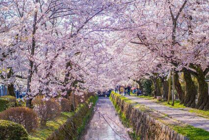 Walkway through blossom