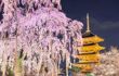 Blossom tree lit up a night with a golden temple behind