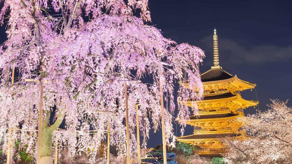 Blossom tree lit up a night with a golden temple behind