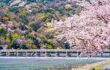 bridge across water through a blossom-filled valley