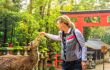 Deer being fed