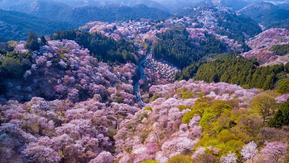 Hills in blossom