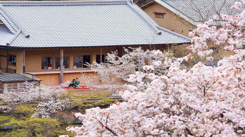 Cherry blossom by the hotel