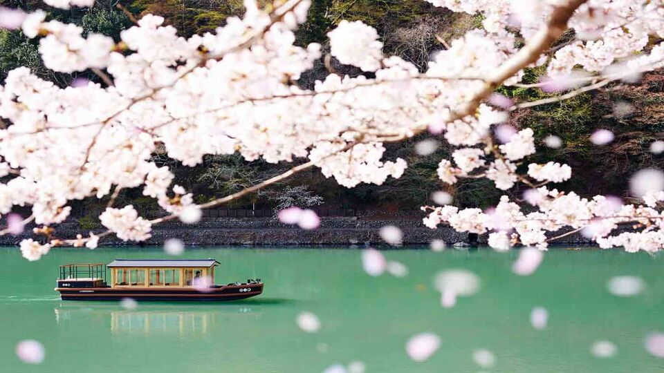 Boat passes by blossom down river