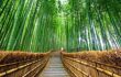 long path through green bamboo forest