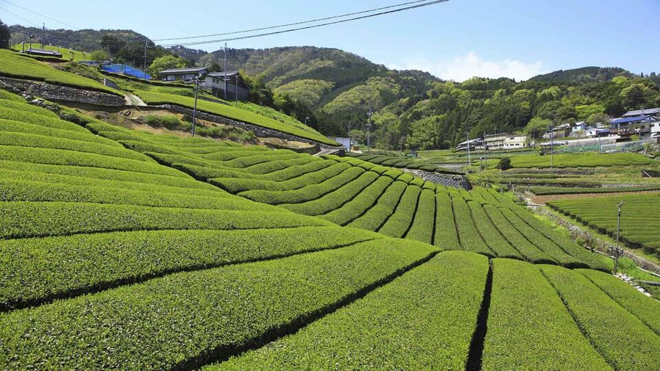 Rolling hills of a tea plantation