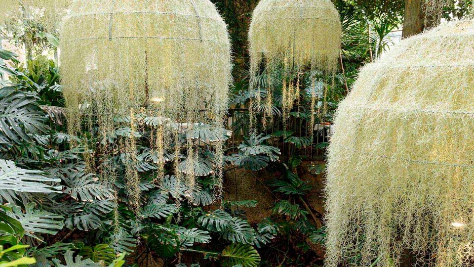 inside garden of ferns with hanging plant lights