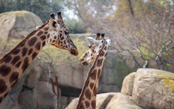 Close up of some giraffe necks in the Bioparc Zoo