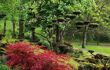 Red maples in Japanese garden