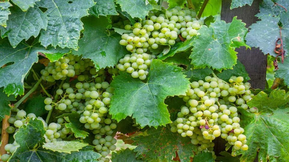 A close up of green grapes growing on a vineyard for wine production