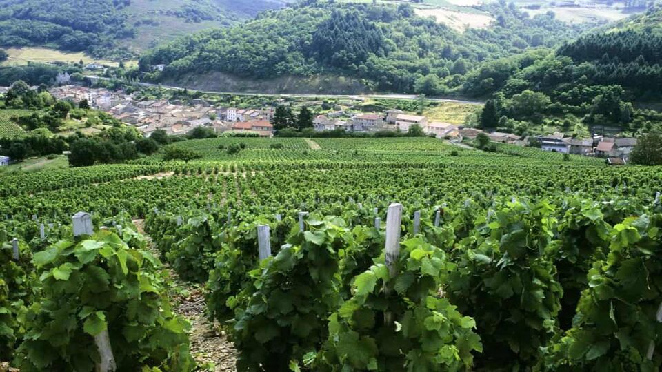 View down a hill covered in vineyards to a small town below