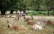 Deer grazing the grass during the daytime