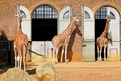 Three giraffes outside of an old-fashioned enclosure with tall doors