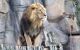 Male lion standing on rocks in enclosure