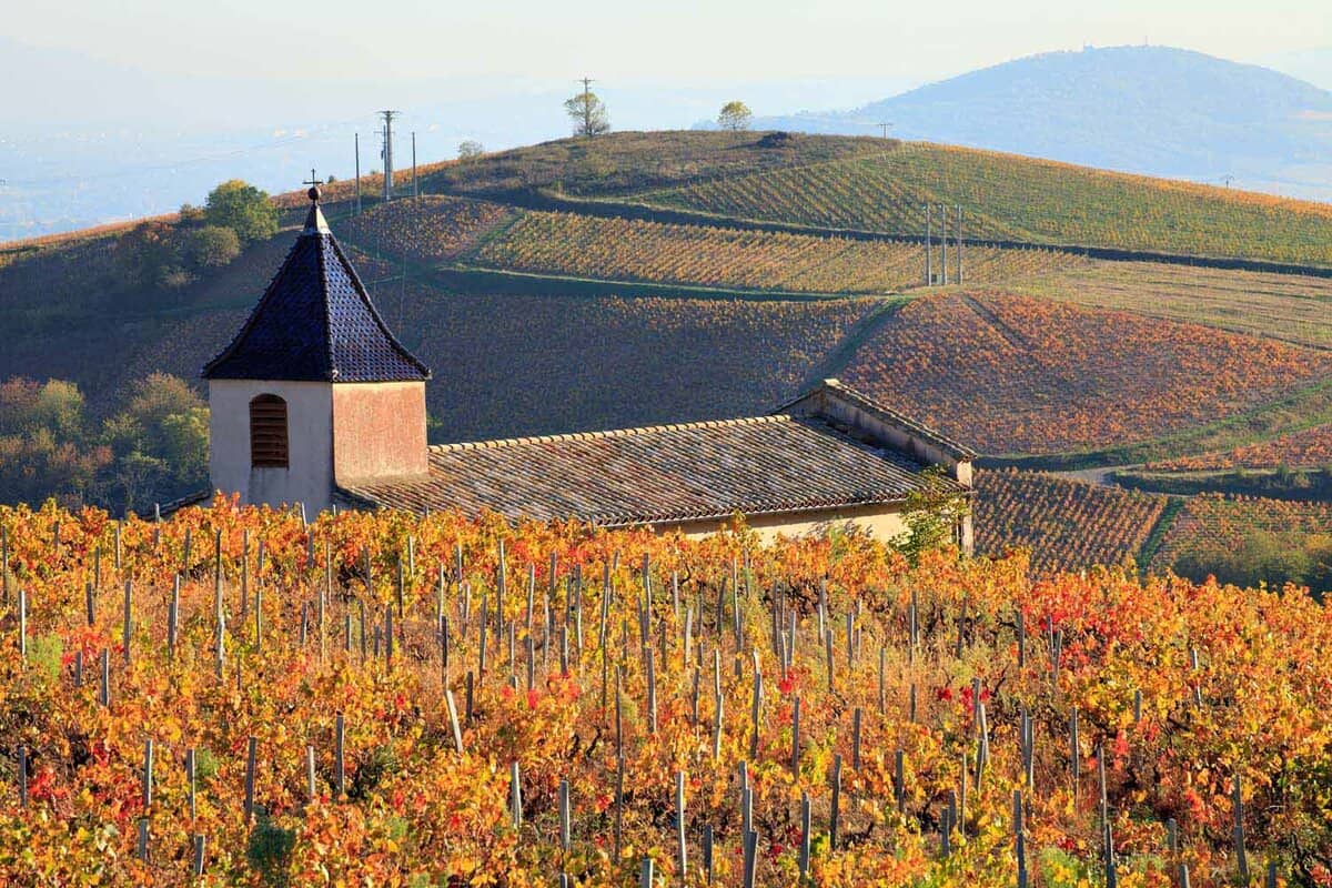 A small chapel set amid vineyards in autumn