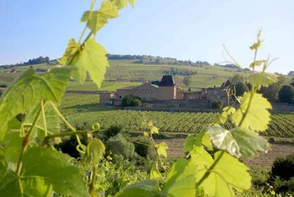 view across vineyards to a pretty chateau