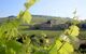 view across vineyards to a pretty chateau
