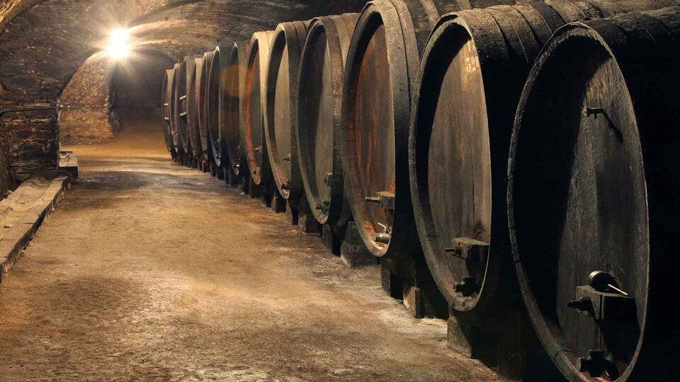 Large wooden barrels in a line in a wine cellar