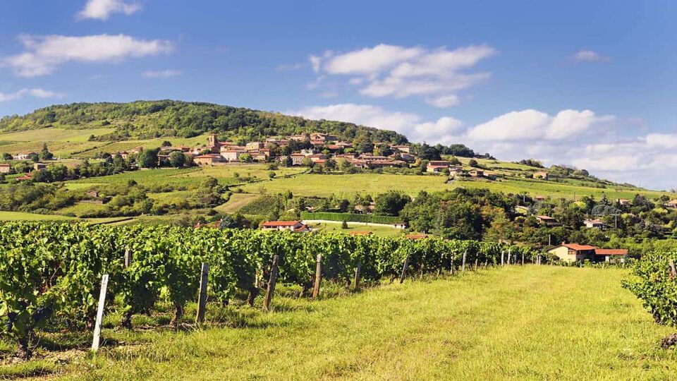 view of a vineyard with a small village on a hill in the distance