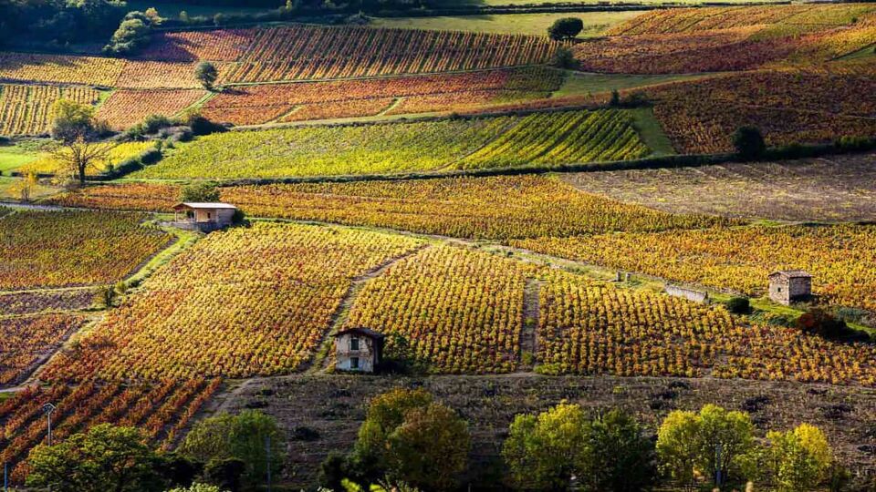 landscape of vineyards smothering a hillside