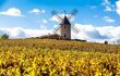 a small windmill overlook s a yellow leaved vineyard