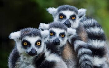 Three black and white striped lemurs huddled together