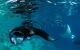 group of manta rays swimming just below the surface