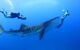 Large whale shark with two divers swimming around it