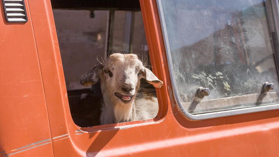 White goat poking its head out of a red van