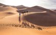 Camels trekking across sand dune in desert