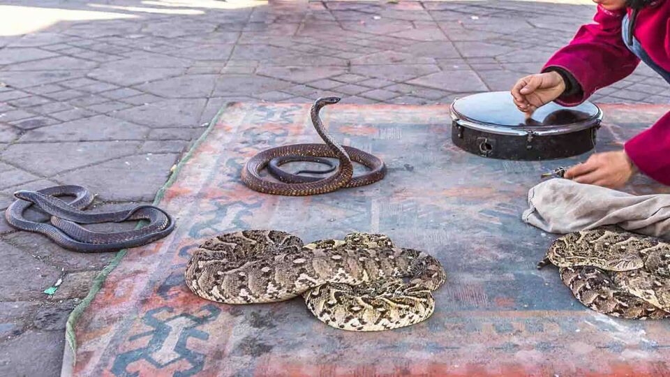 several snakes on a rug at the feet of snake charmer in Jemaa el Fnaa