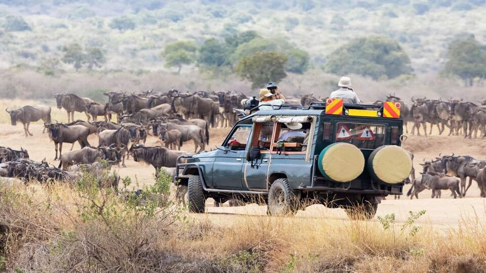 game drive within the wildebeest herd
