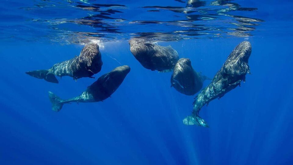 Sperm whales in a social gathering, Indian Ocean, Mauritius