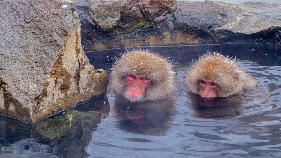 Two snow monkey heads peeping out of an onsen, a naturally occurring outdoor hot spring bath