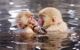 Japanese Snow Monkeys (macaques) in Nagano, Japan.