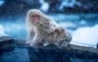 snow monkey on side of onsen bath