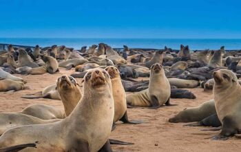 A large group of seals looking at the camera at Cape cross