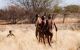 three bushman men walking on foot through grassland