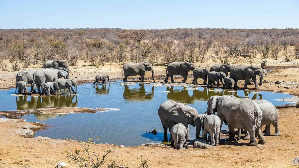 Large family of african elephants at Moringa waterhole in sunny winter day. Etosha national park, Namibia, Africa.
