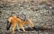 An orange and grey fox looking for food on the Skeleton Coast
