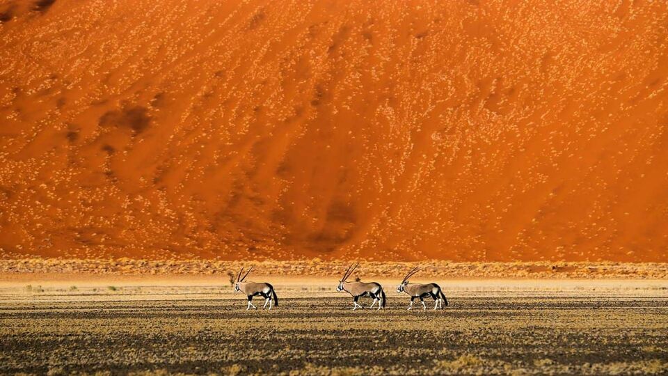 3 Black and white desert oryx walking along the desert before a dune