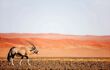 close up of a single black and white oryx with red desert behind