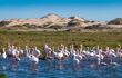 Flamingos in the sandwhich harbour area (Nambia)