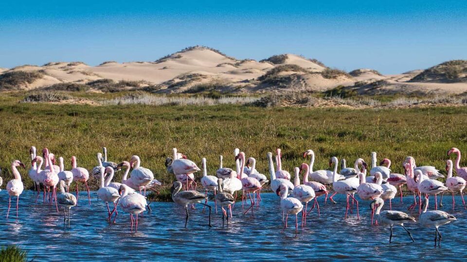 Flamingos in the sandwhich harbour area (Nambia)
