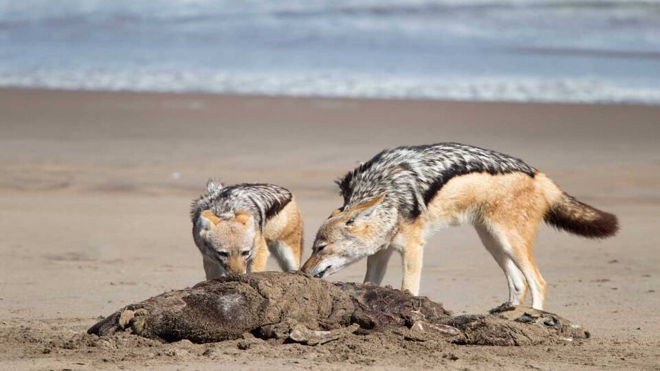 Jackal eating a dead seal at the beach of sandwich harbour, Namibia.