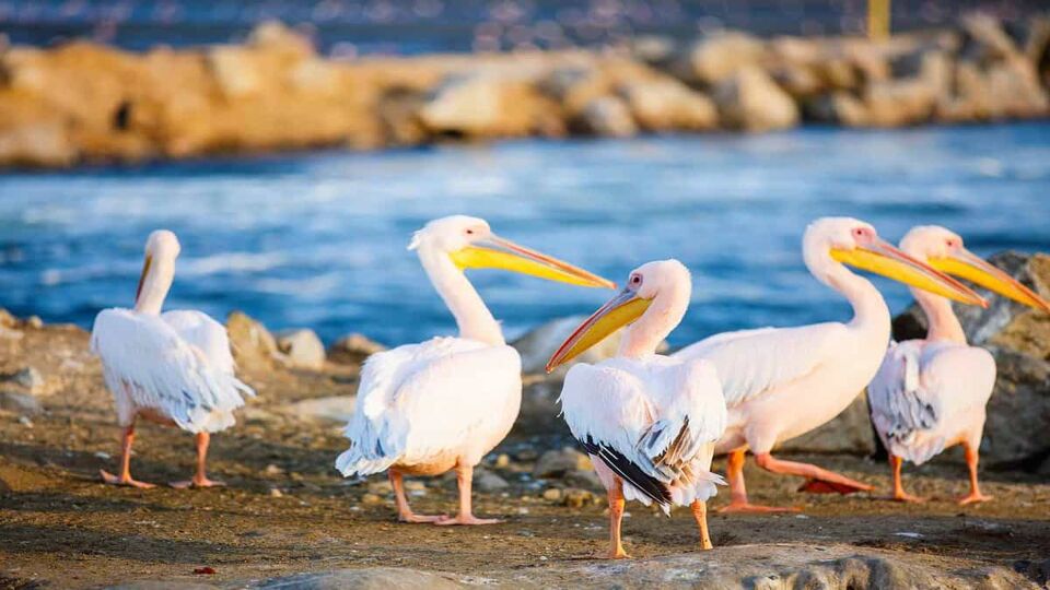 Pelicans on the water front at Walvis Bay