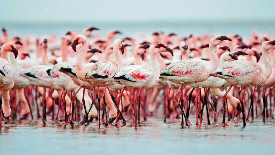 Flamingoes in a large group on the water at Walvis Bay
