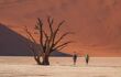 Hundreds of years old tree skeletons in Deadvlei, Namibia.